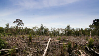 The effects of deforestation on the planet